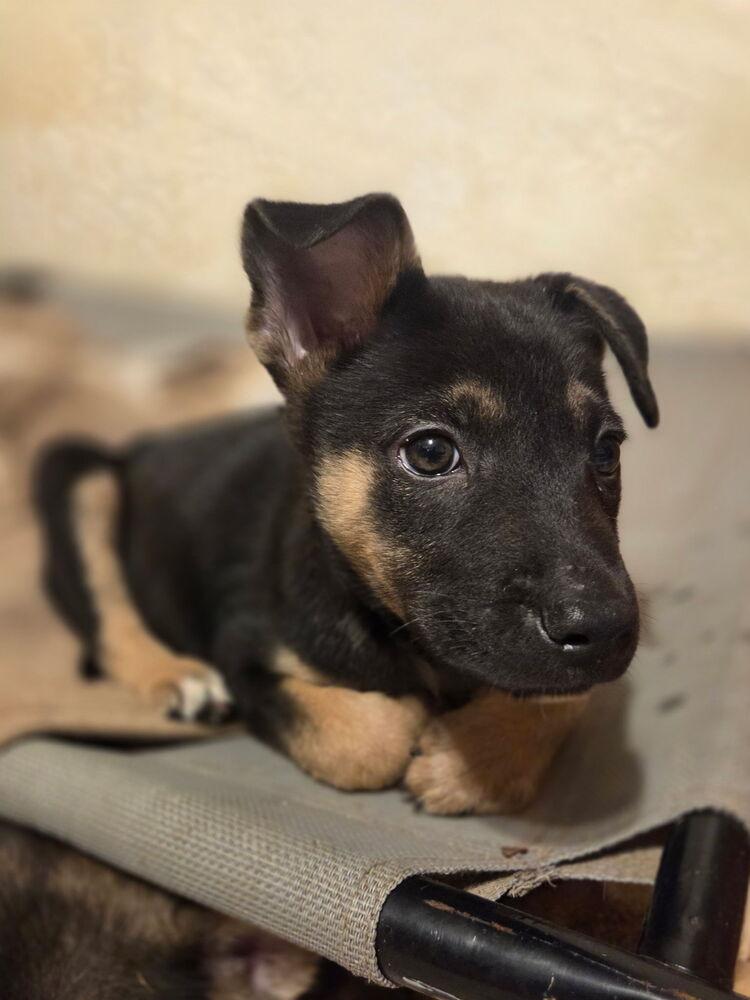 Greenie, adopted, Puppy Male Shepherd.