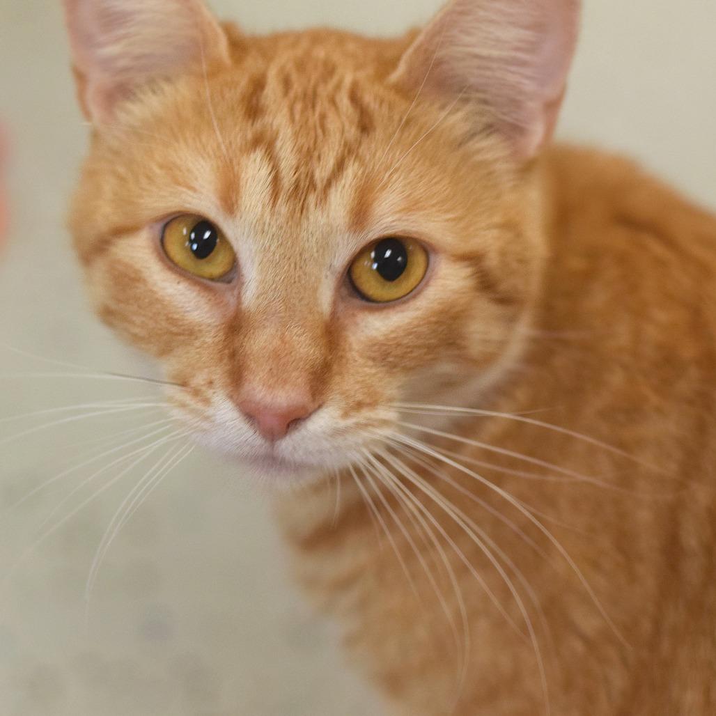 Madame, Adoptable, Young Female Domestic Short Hair.