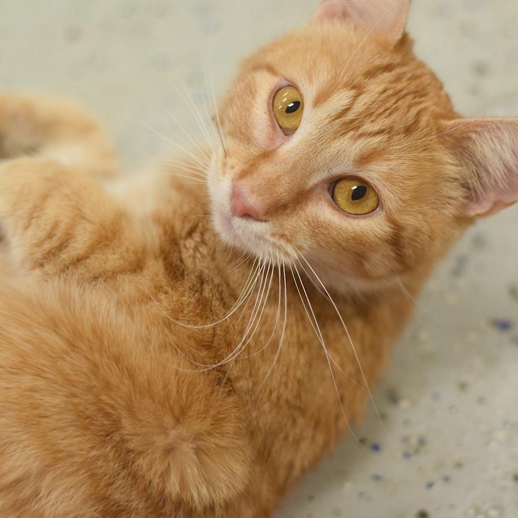 Madame, a Adoptable Domestic Short Hair in Belleville, IL image 3/5