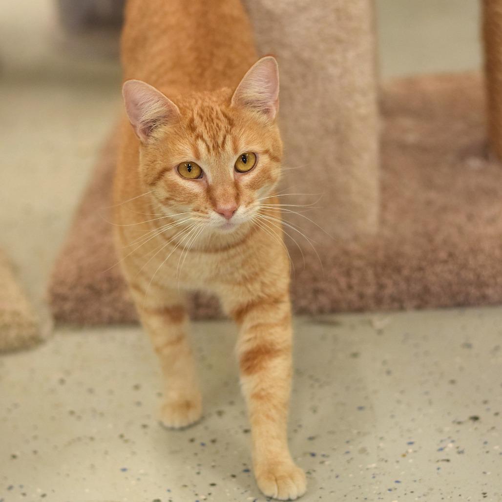 Madame, a Adoptable Domestic Short Hair in Belleville, IL image 4/5