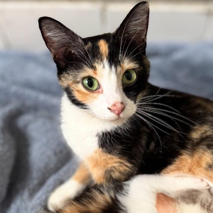 Edamama Bean, Adoptable, Young Female Domestic Short Hair.