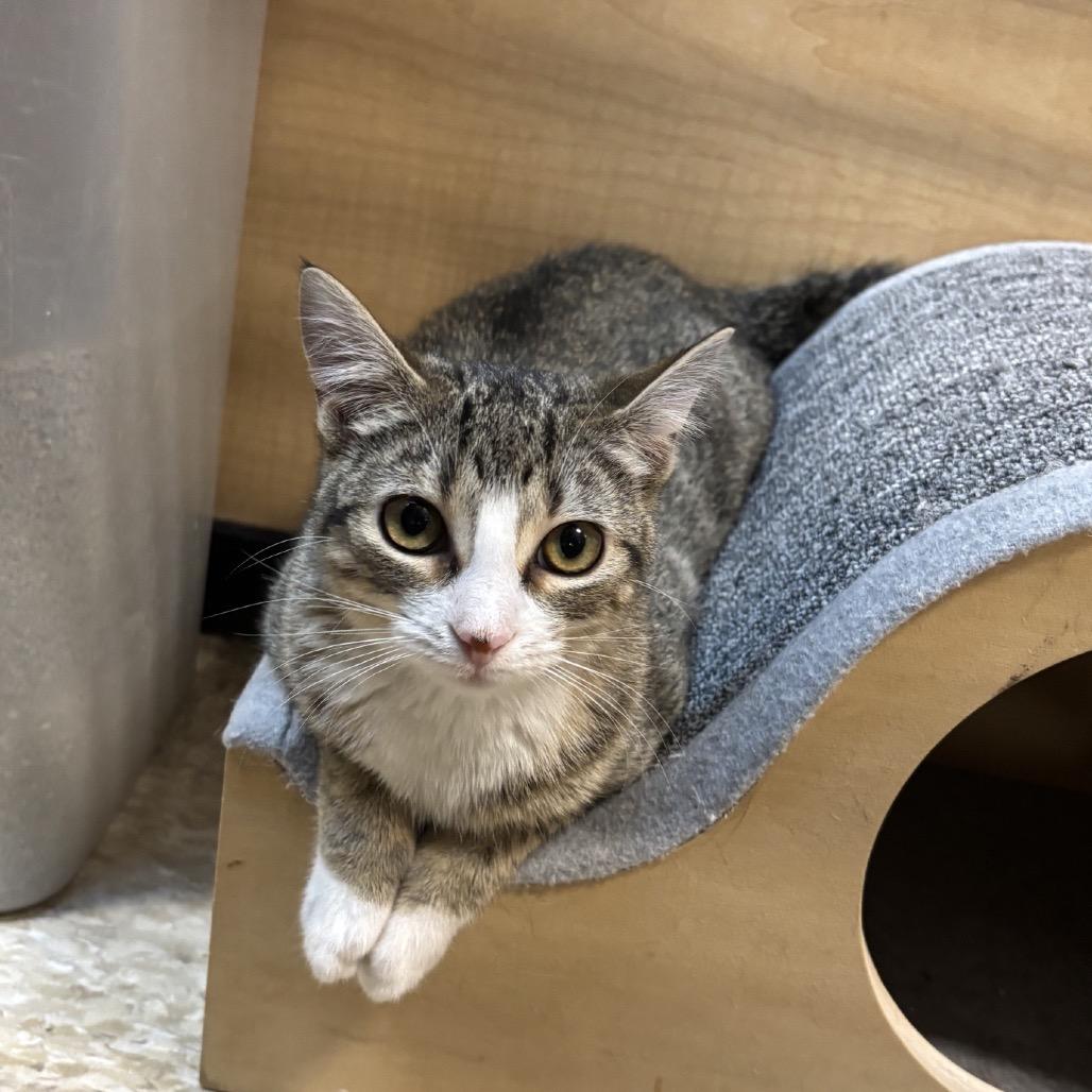 Enlarge Haven, a Adoptable Domestic Short Hair in Houston, TX image 1/2