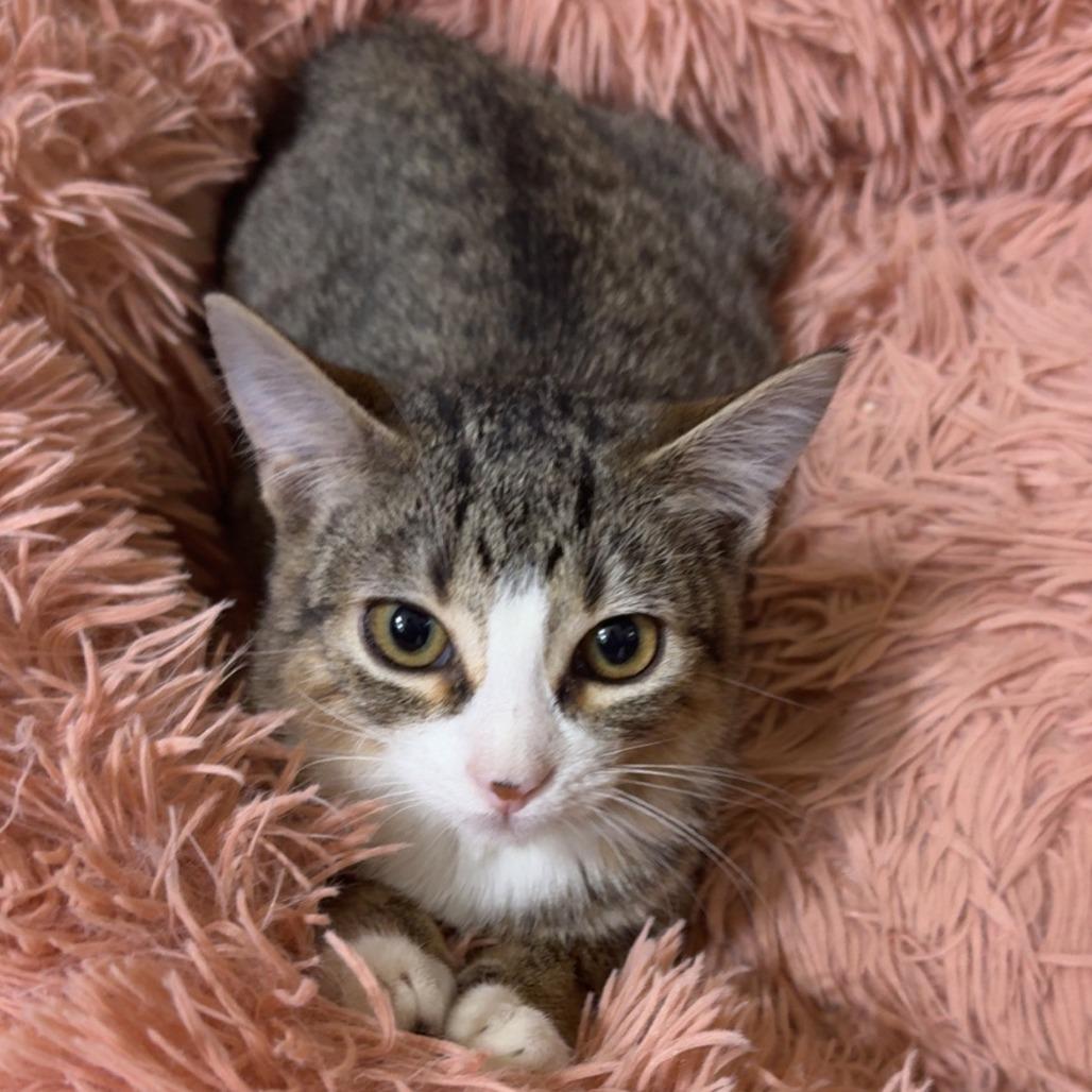 Enlarge Haven, a Adoptable Domestic Short Hair in Houston, TX image 2/2