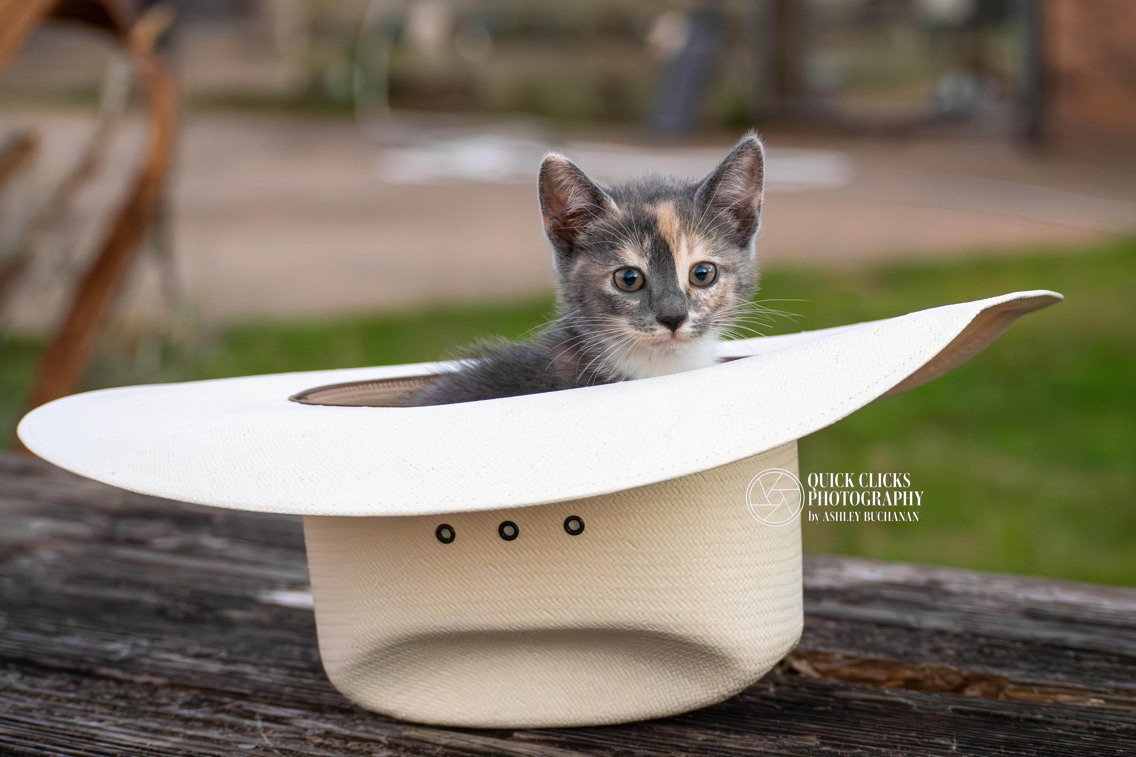 PISTOL - Transport Available, Adoptable, Young Female Domestic Short Hair.