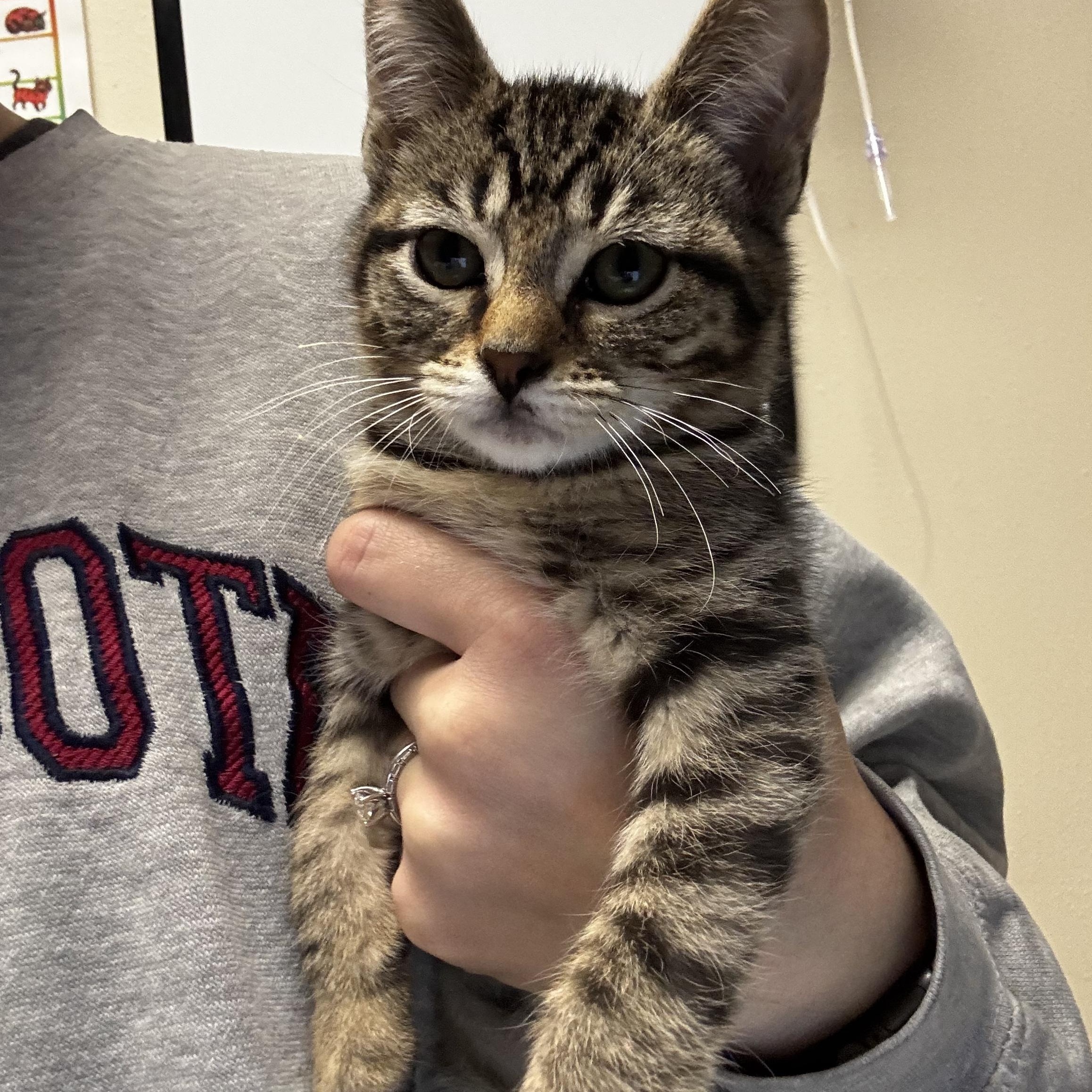 Enlarge Donut, a ADOPTABLE Domestic Short Hair in Dodgeville, WI image 1/1