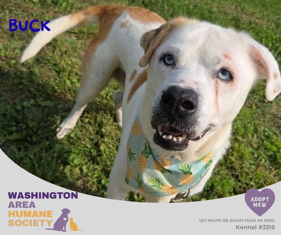 Buck, Adoptable, Senior Male Siberian Husky.