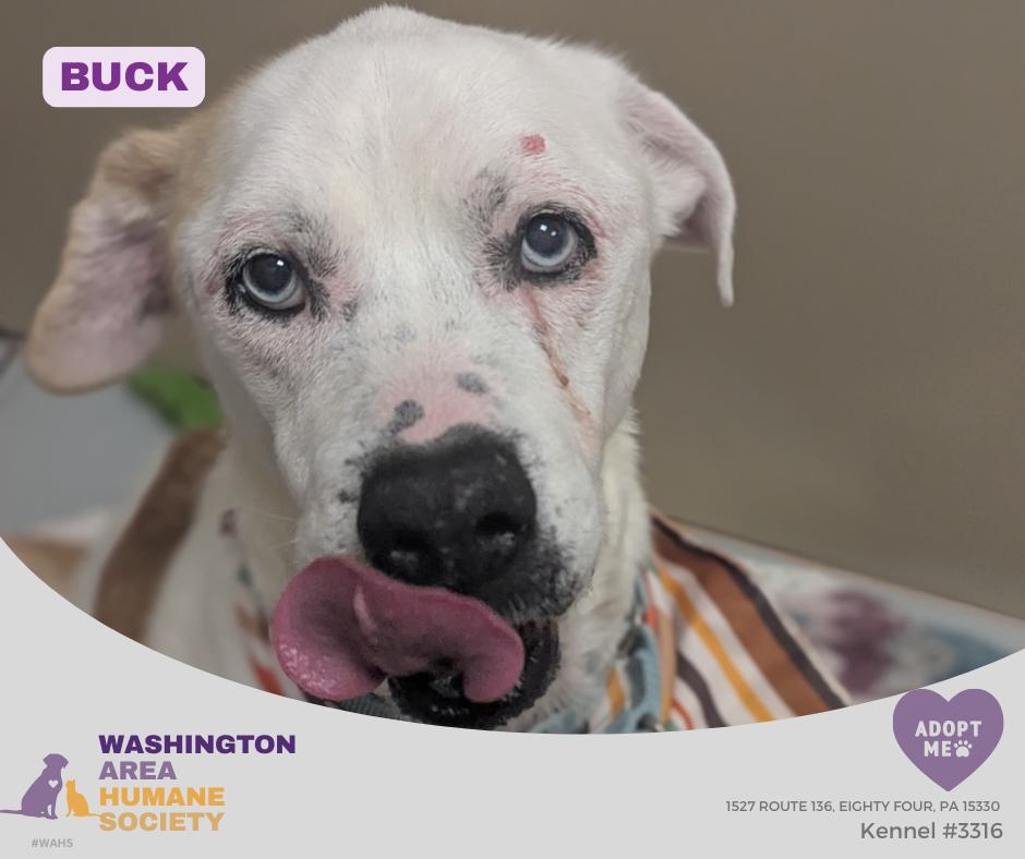 Buck, ADOPTABLE, Senior Male Siberian Husky.