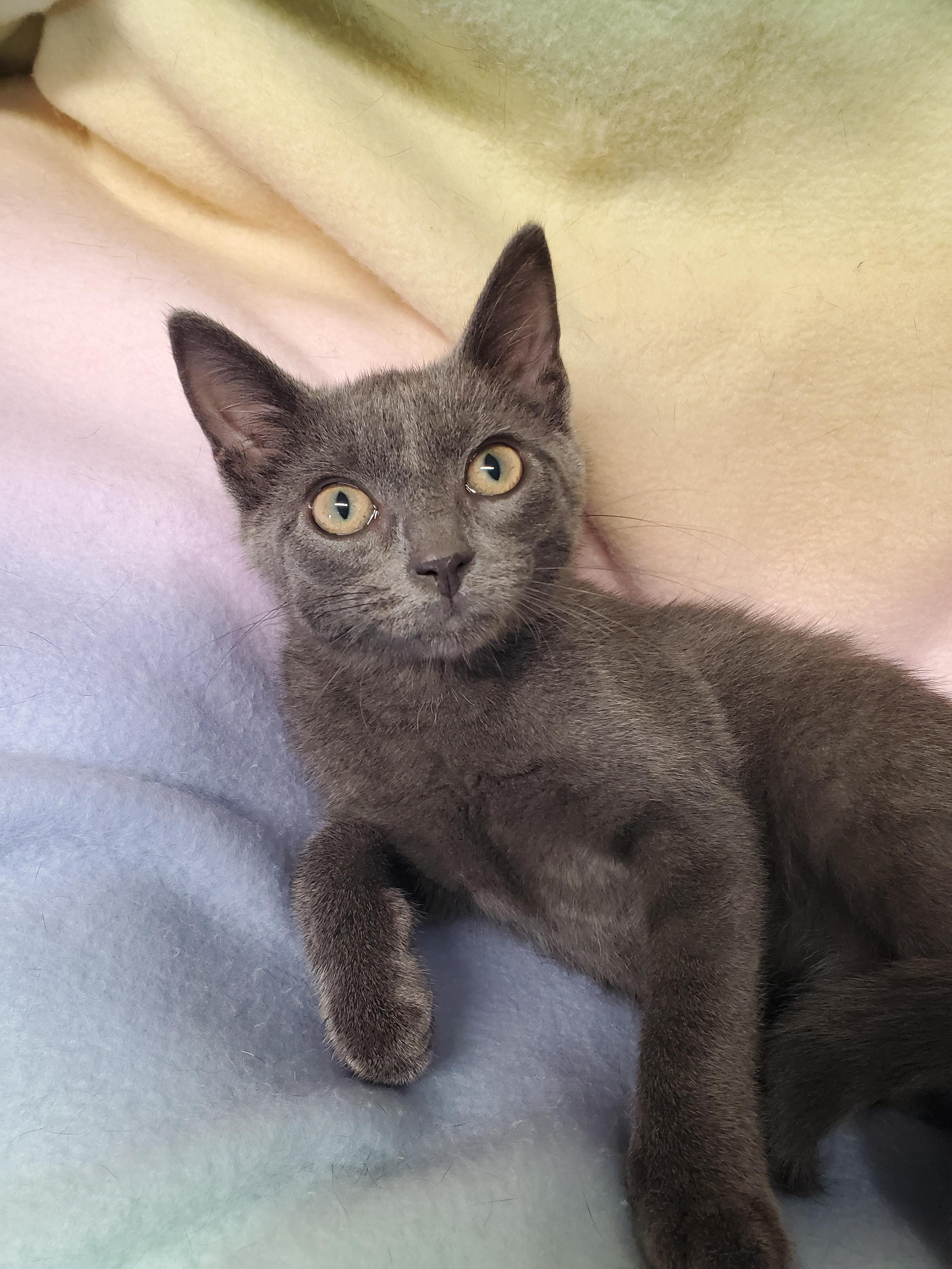 Enlarge Hawkeye, a Adopted Domestic Short Hair in Marseilles, IL image 1/1