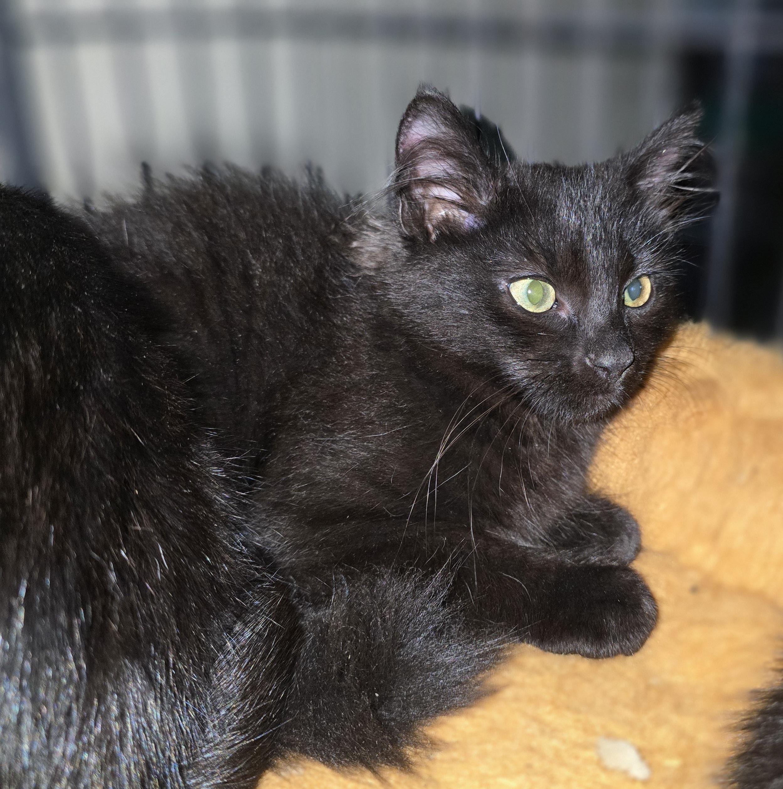 Enlarge Stunning Blackheart, an adopted Domestic Long Hair in Elizabeth, PA image 5/5