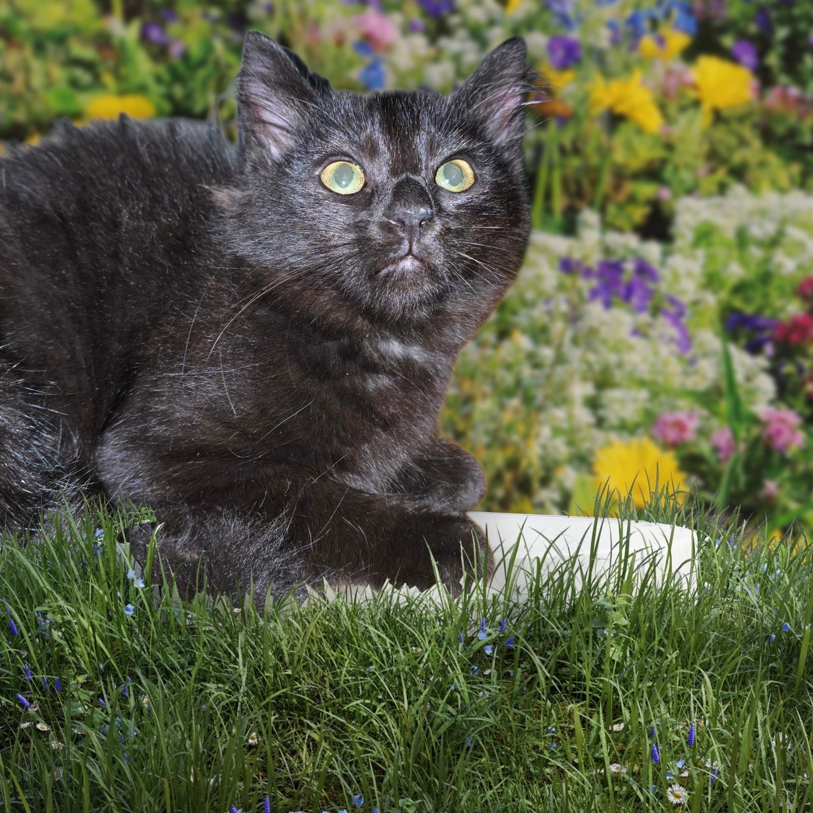 Enlarge Stunning Blackheart, an adopted Domestic Long Hair in Elizabeth, PA image 1/5