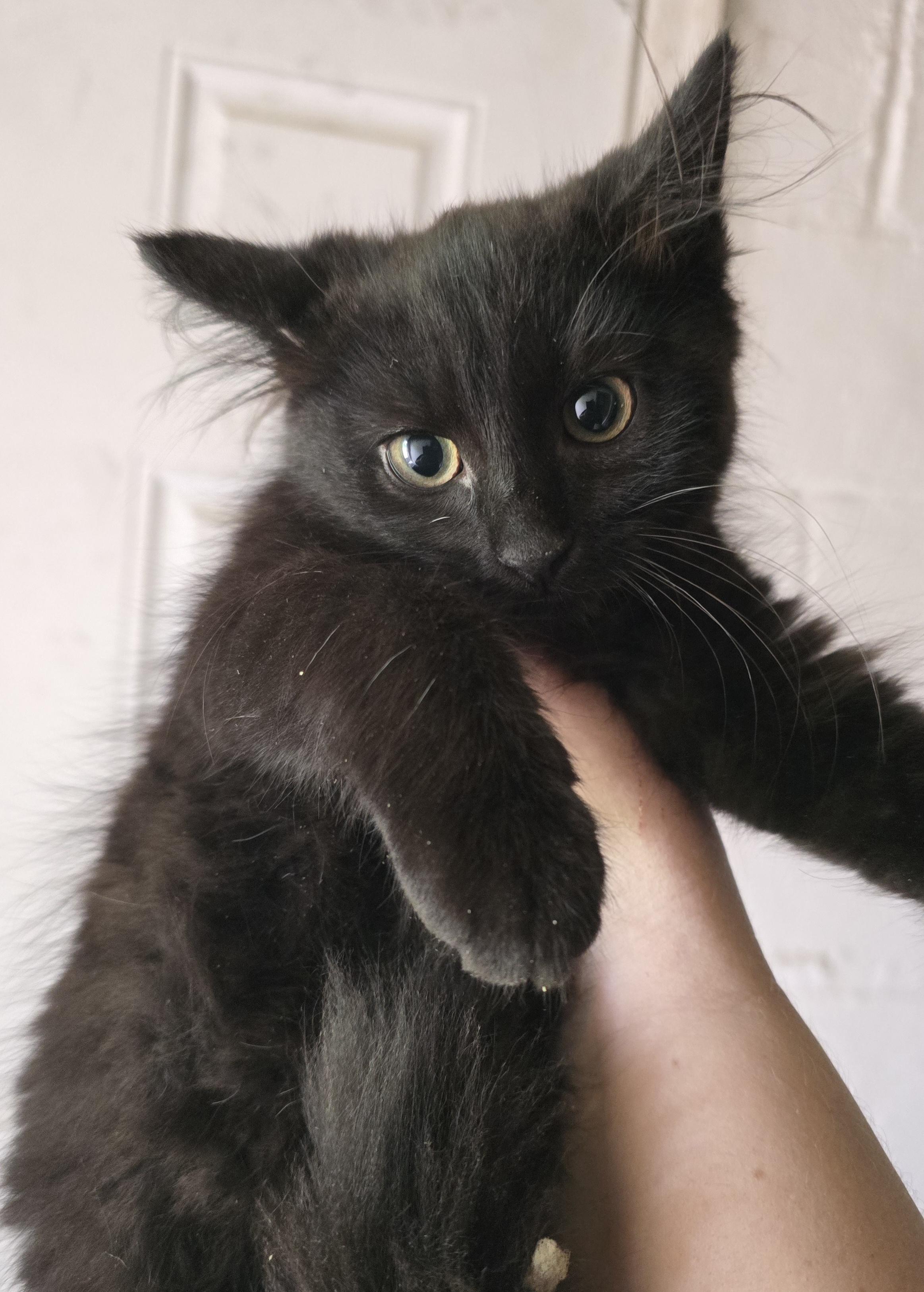 Enlarge Stunning Blackheart, an adopted Domestic Long Hair in Elizabeth, PA image 3/5
