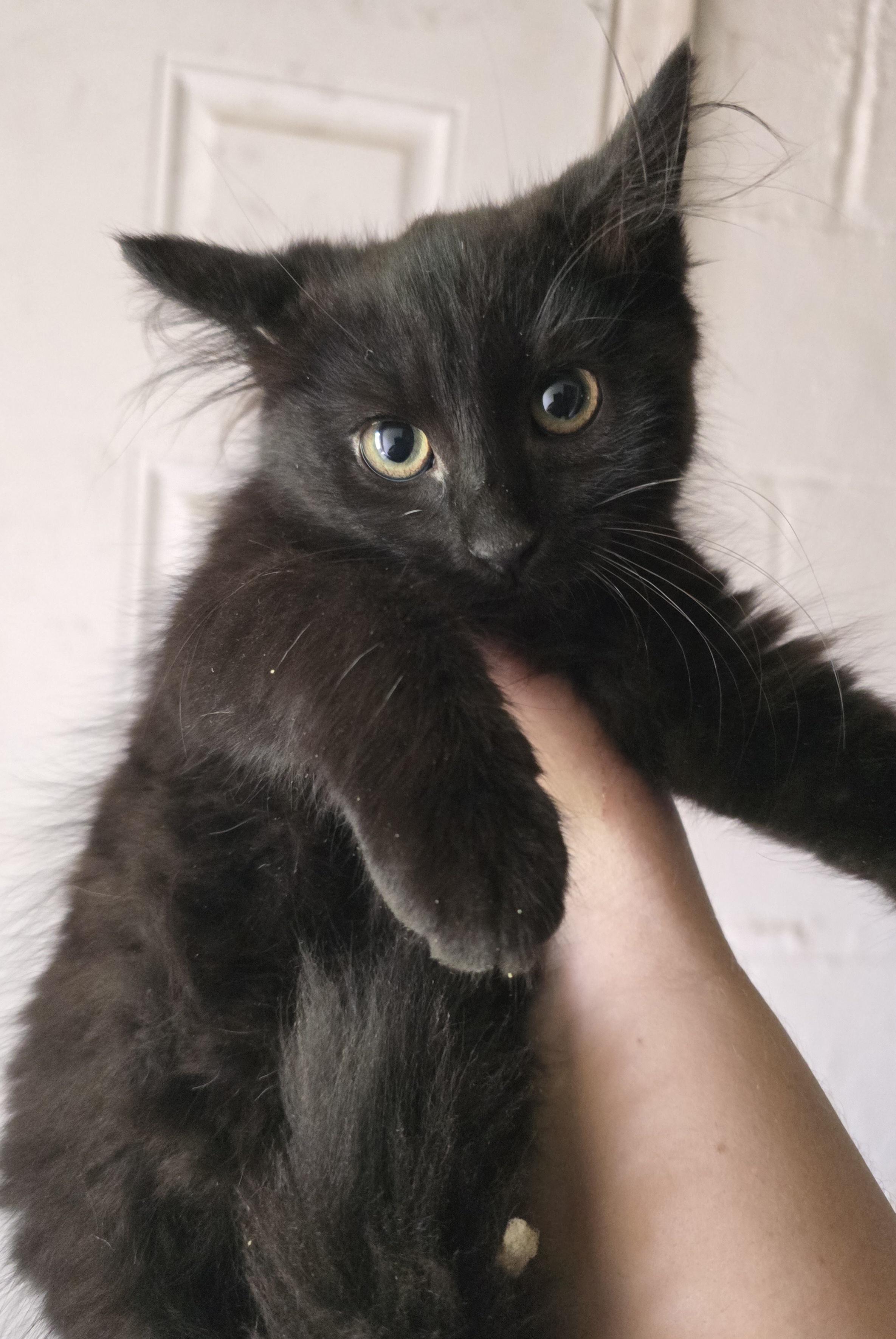 Enlarge Stunning Blackheart, an adopted Domestic Long Hair in Elizabeth, PA image 4/5