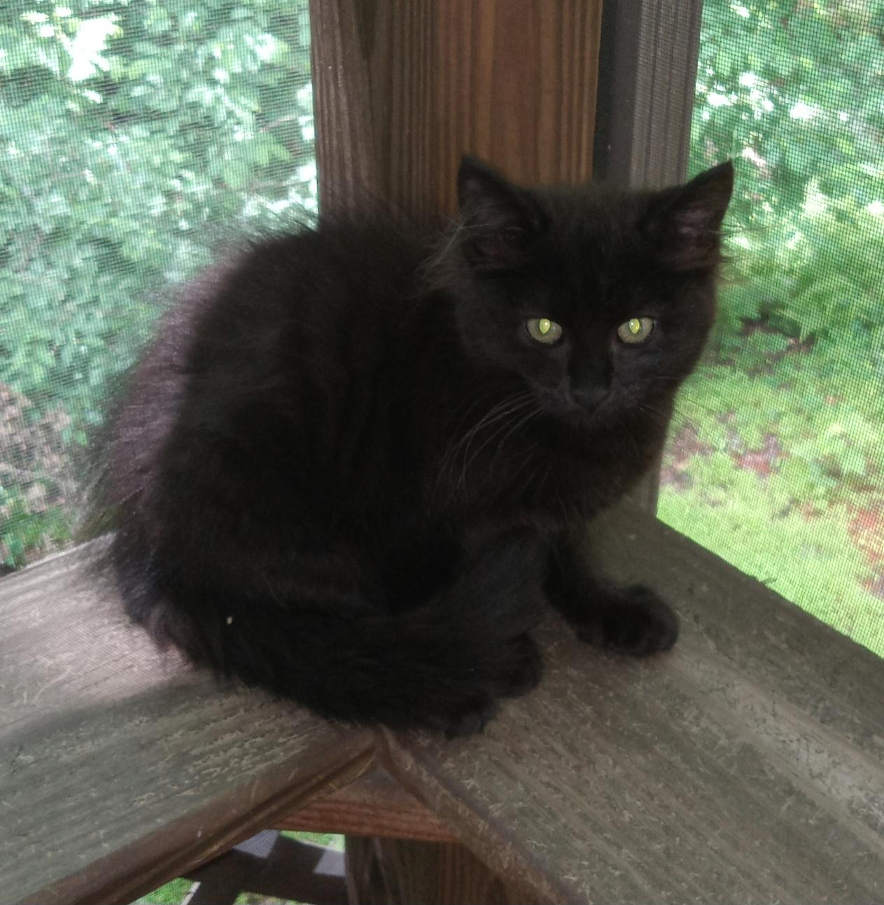 Enlarge Stunning Blackheart, an adopted Domestic Long Hair in Elizabeth, PA image 2/5
