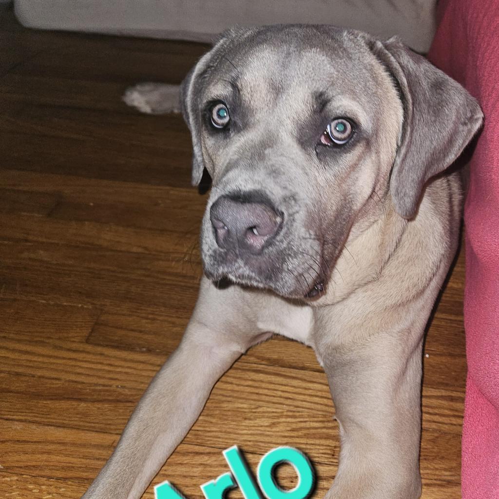 Arlo, Adoptable, Adult Male Cane Corso.