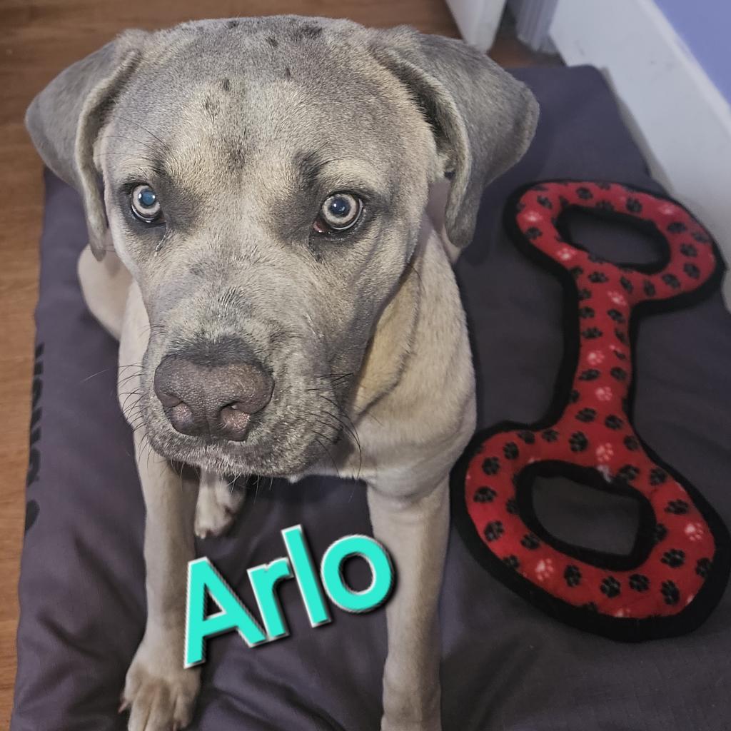 Arlo, a Adoptable Cane Corso in York, PA image 2/6