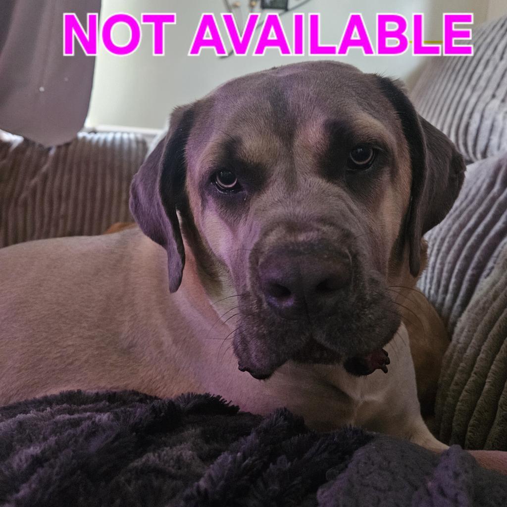 Arlo, a Adoptable Cane Corso in York, PA image 3/6