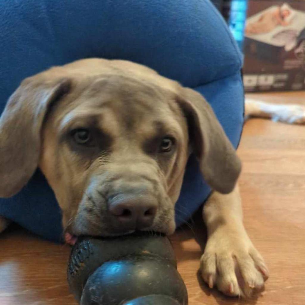 Enlarge Arlo, a Adoptable Cane Corso in York, PA image 4/6