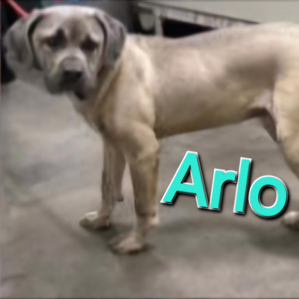 Arlo, a Adoptable Cane Corso in York, PA image 4/6