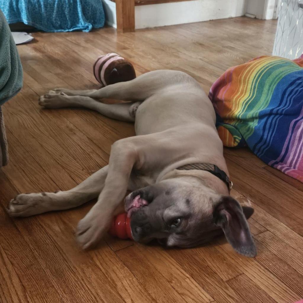 Arlo, a Adoptable Cane Corso in York, PA image 5/6