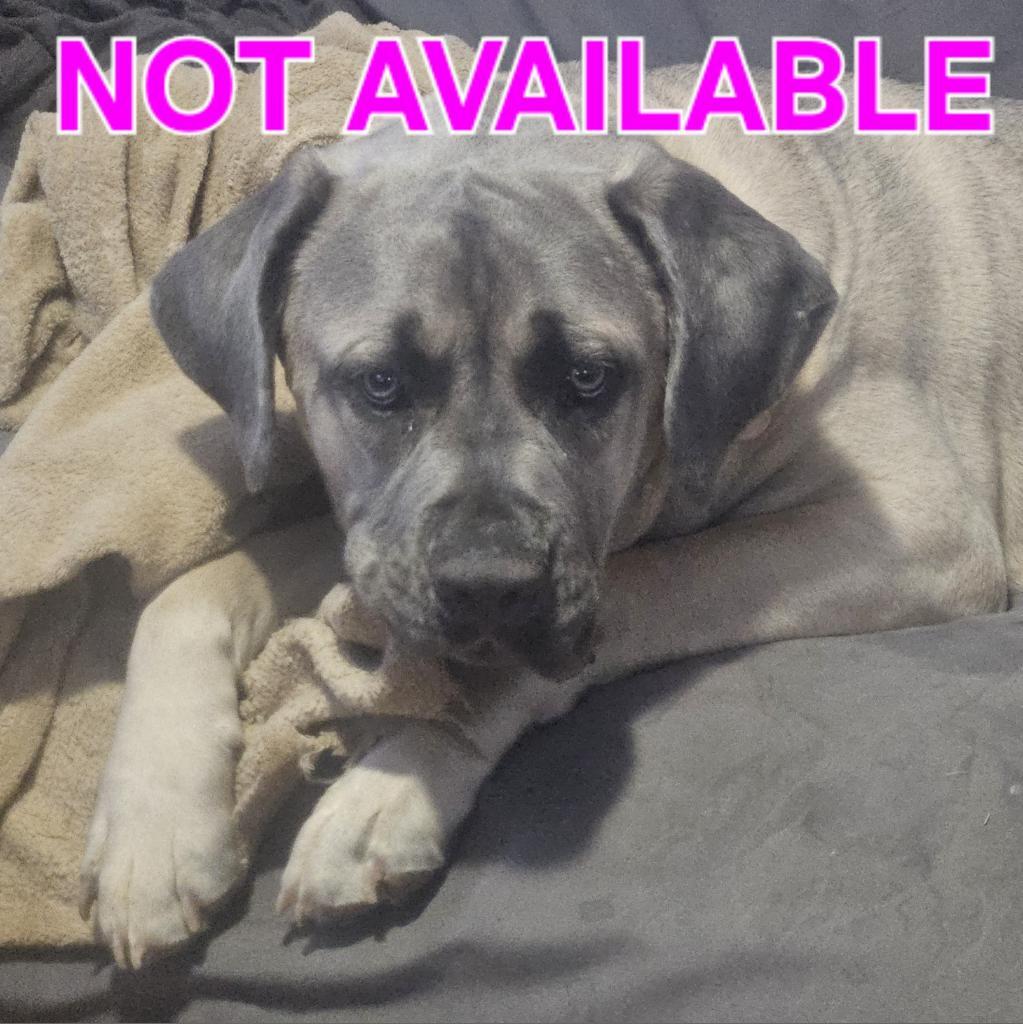Arlo, a Adoptable Cane Corso in York, PA image 6/6
