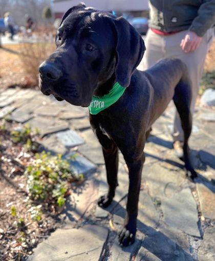 Kaiju, Adoptable, Young Male Great Dane & Mastiff.