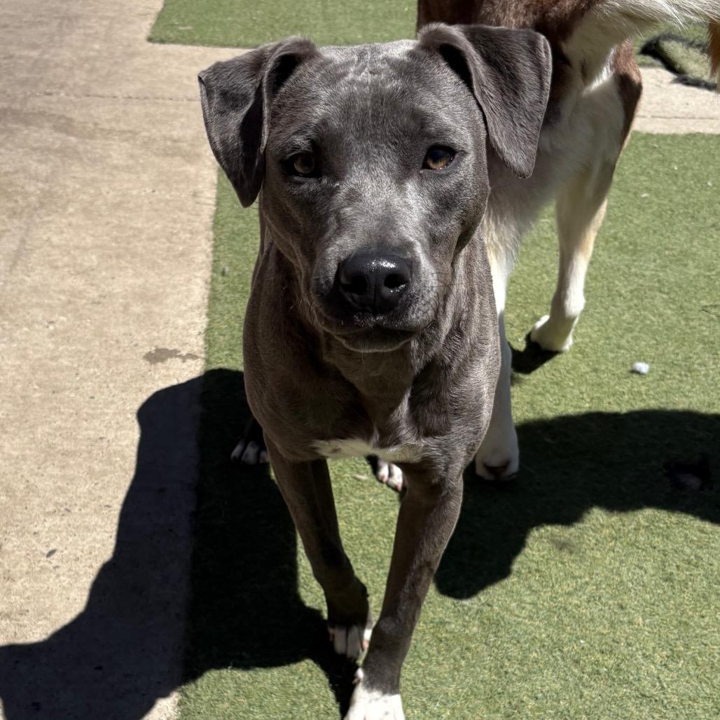 Liz Taylor, Adoptable, Young Female American Staffordshire Terrier.