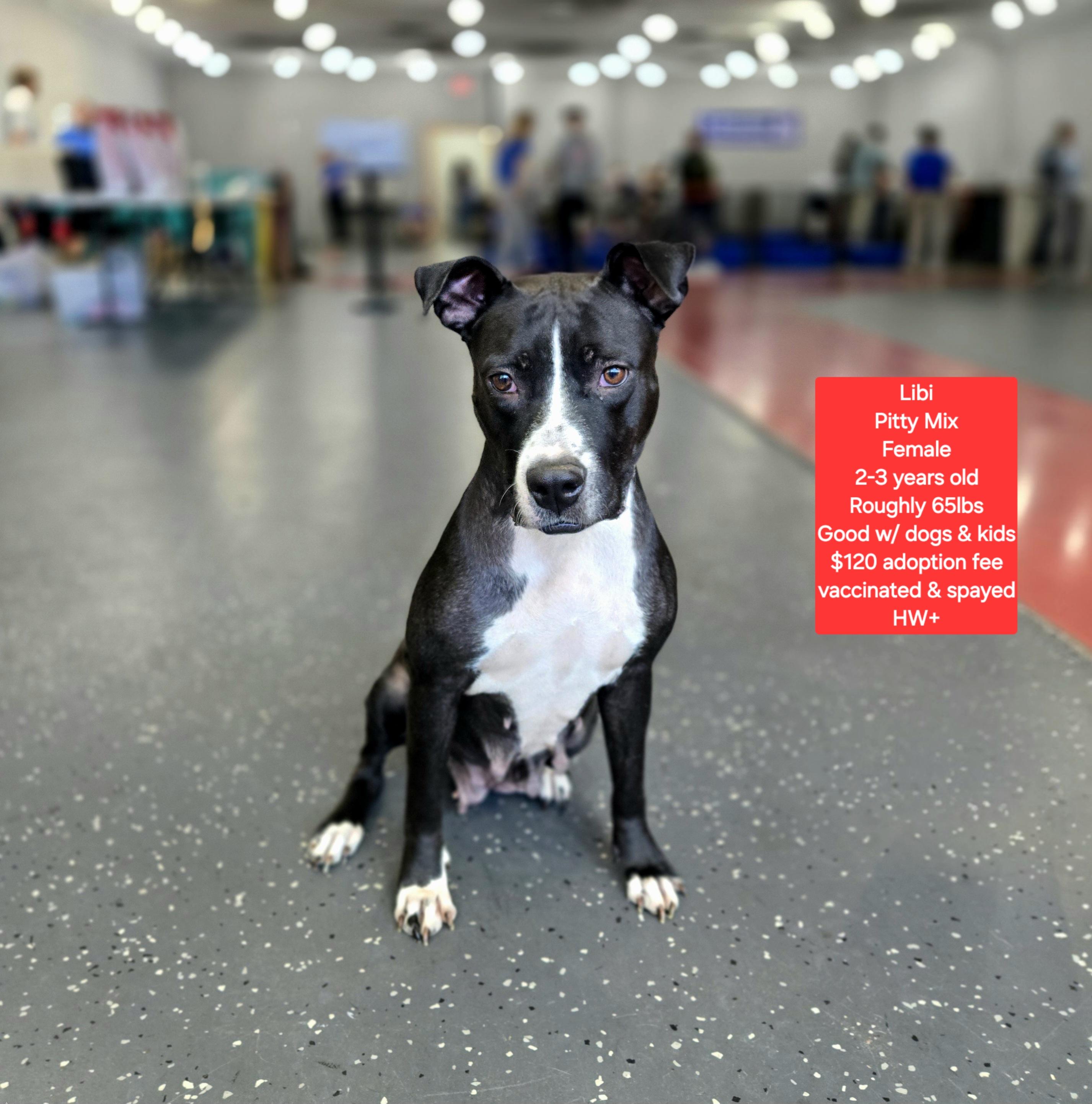 Libi, ADOPTABLE, Adult Female Pit Bull Terrier.