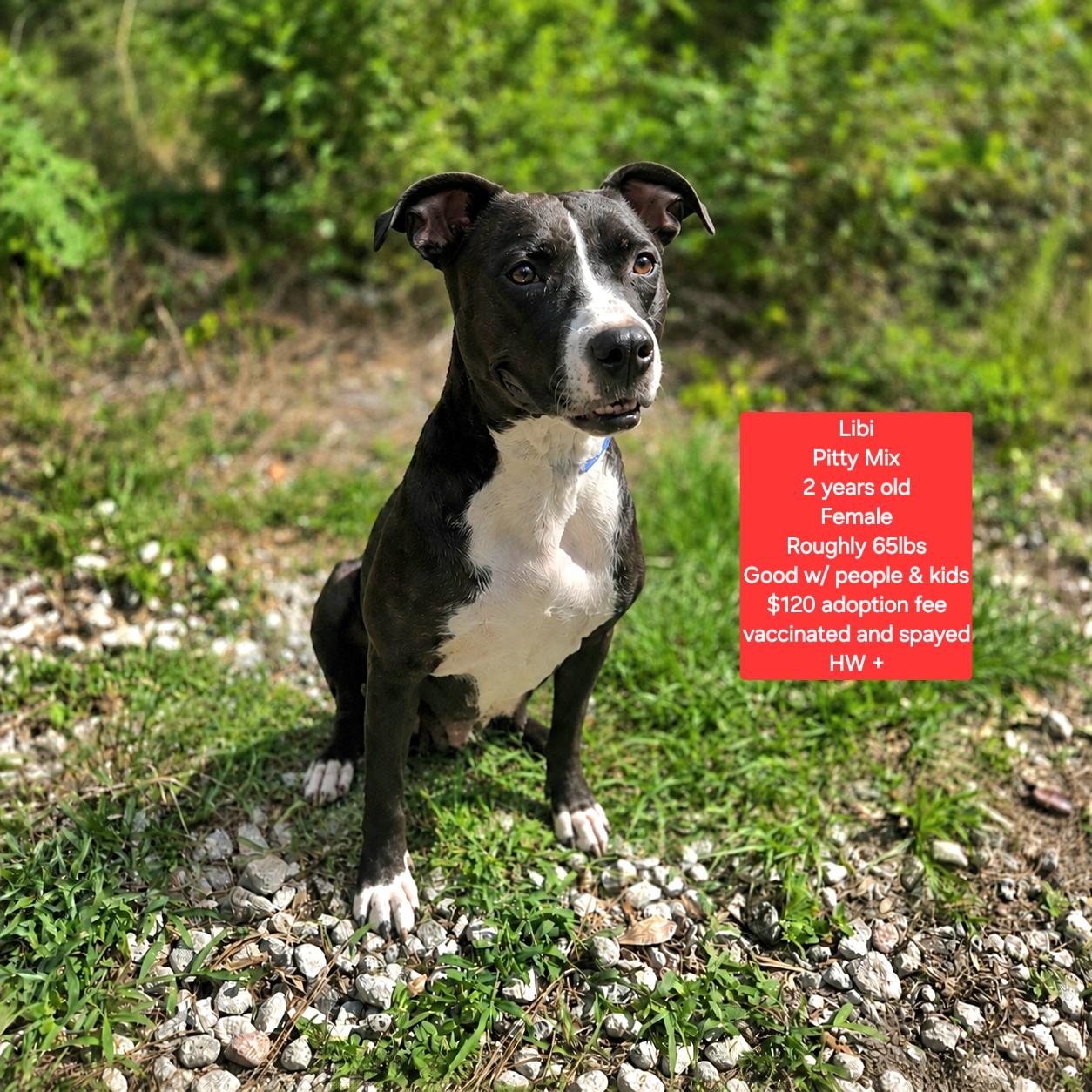 Enlarge Libi, a ADOPTABLE mixed breed in Oviedo, FL image 1/1