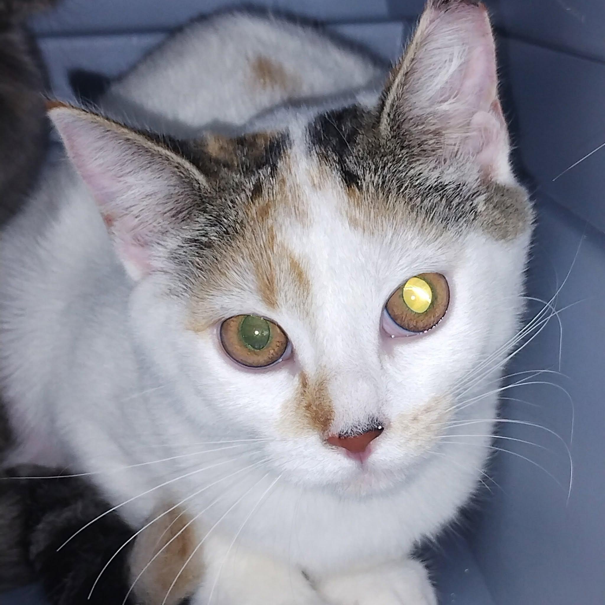 Enlarge Winnie, a Adoptable mixed breed in Hamilton, ON image 3/3