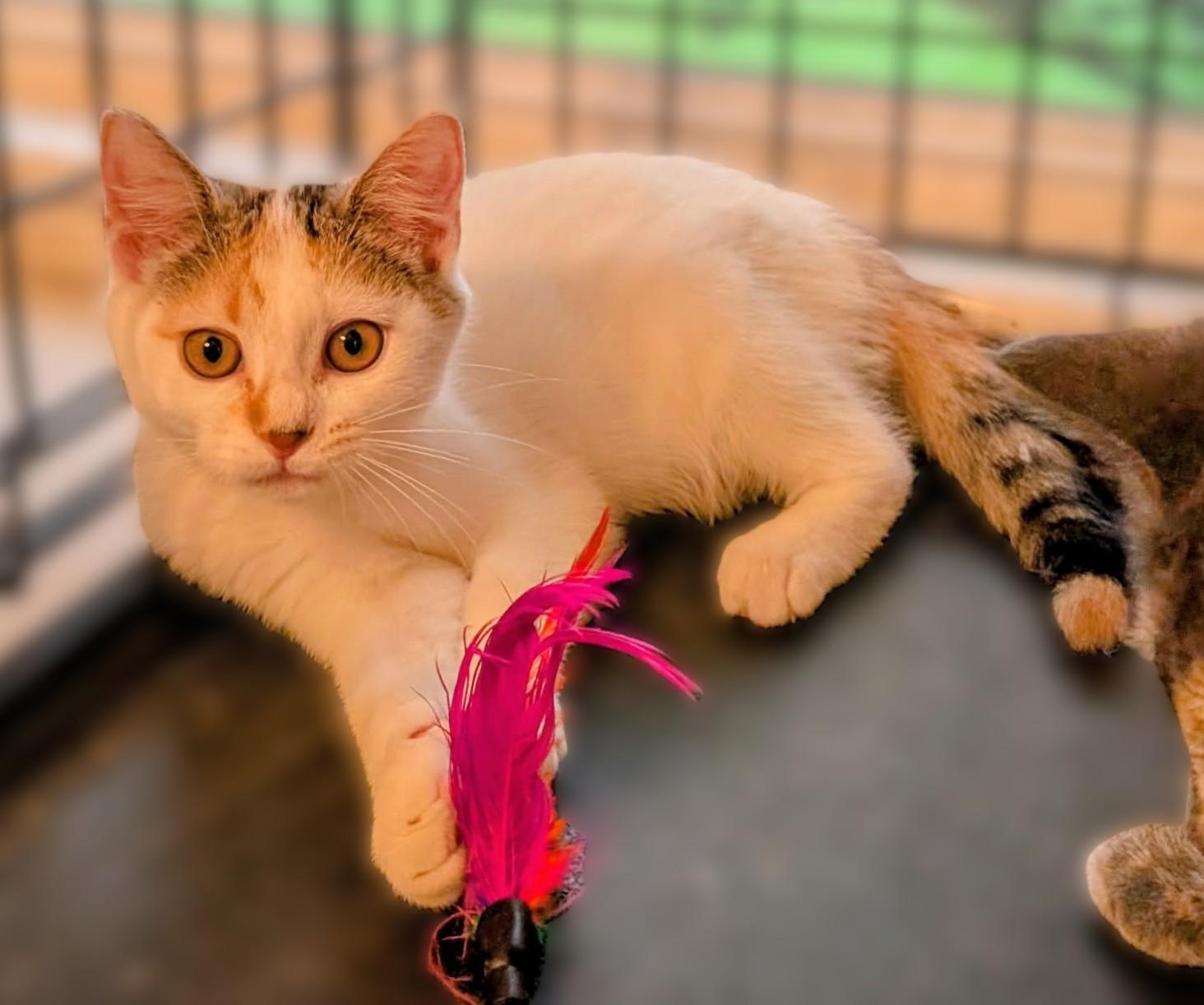 Winnie, Adoptable, Kitten Female Calico & Turkish Van.
