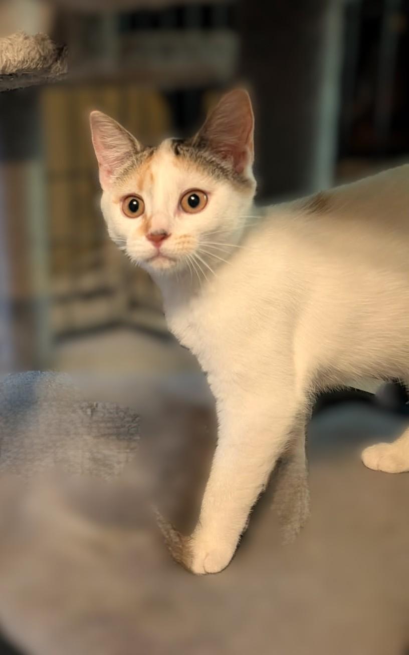 Enlarge Winnie, a Adoptable mixed breed in Hamilton, ON image 2/3