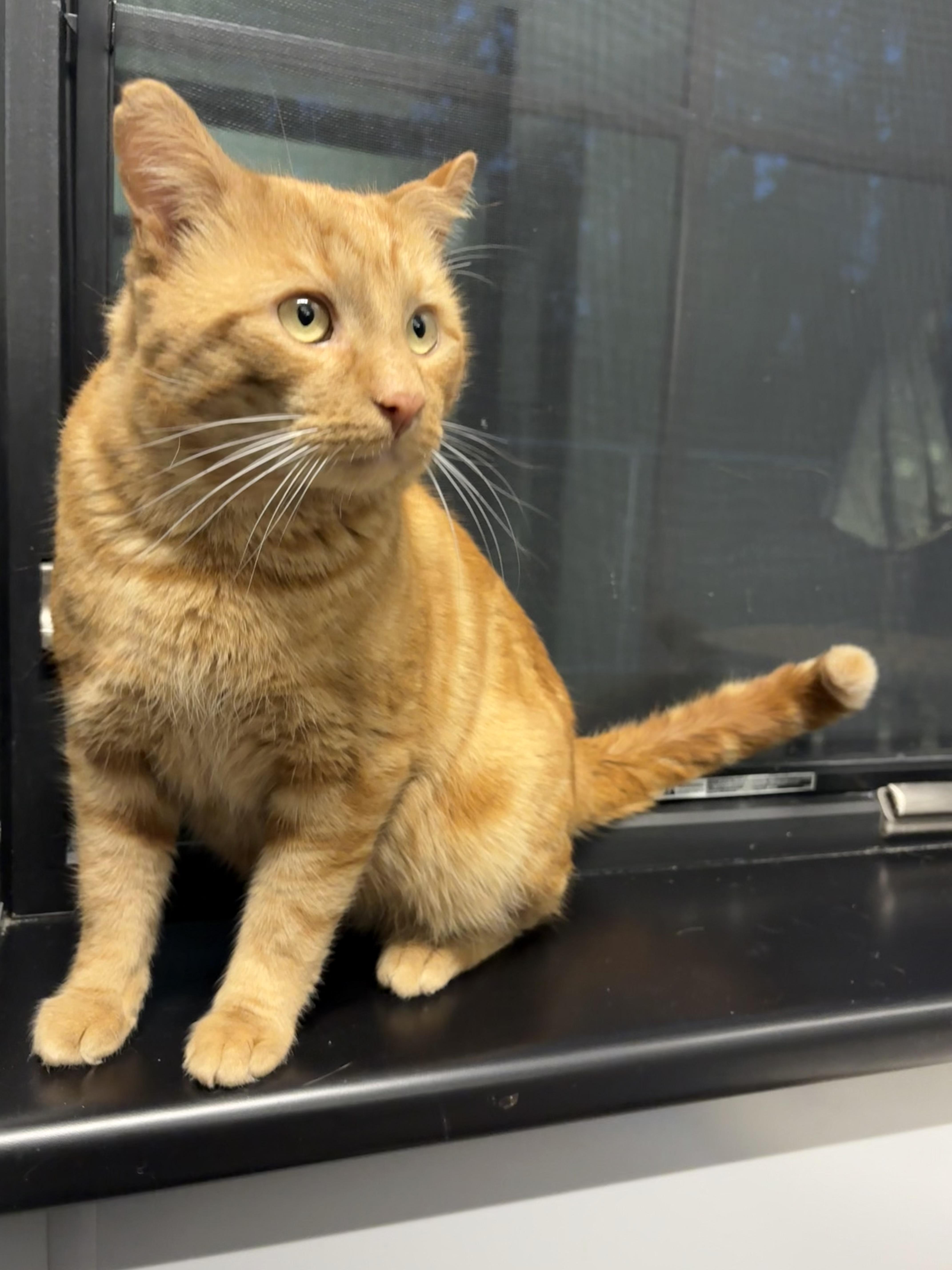 Gourdo, an adopted Domestic Short Hair in Seekonk, MA image 3/4