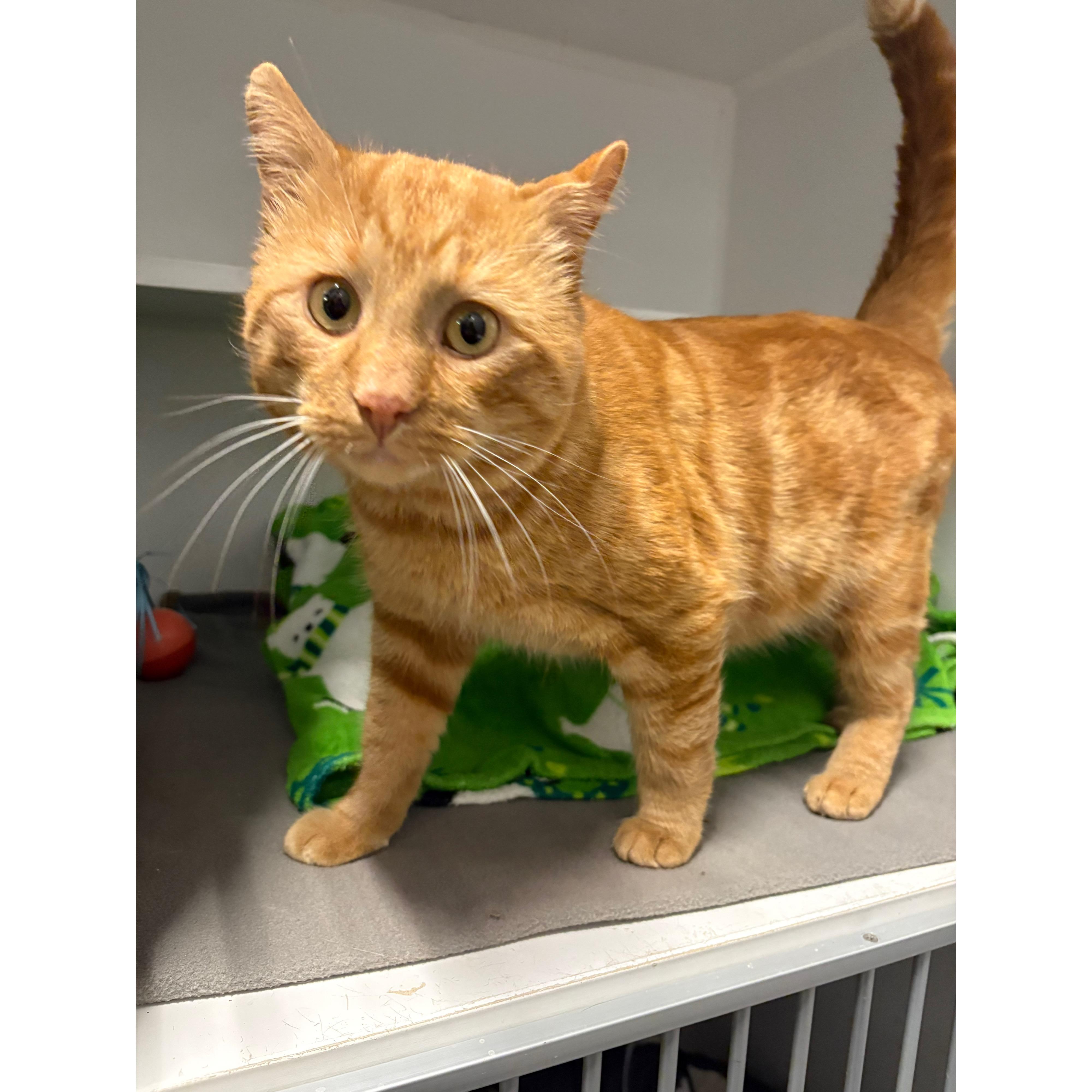 Gourdo, an adopted Domestic Short Hair in Seekonk, MA image 1/4