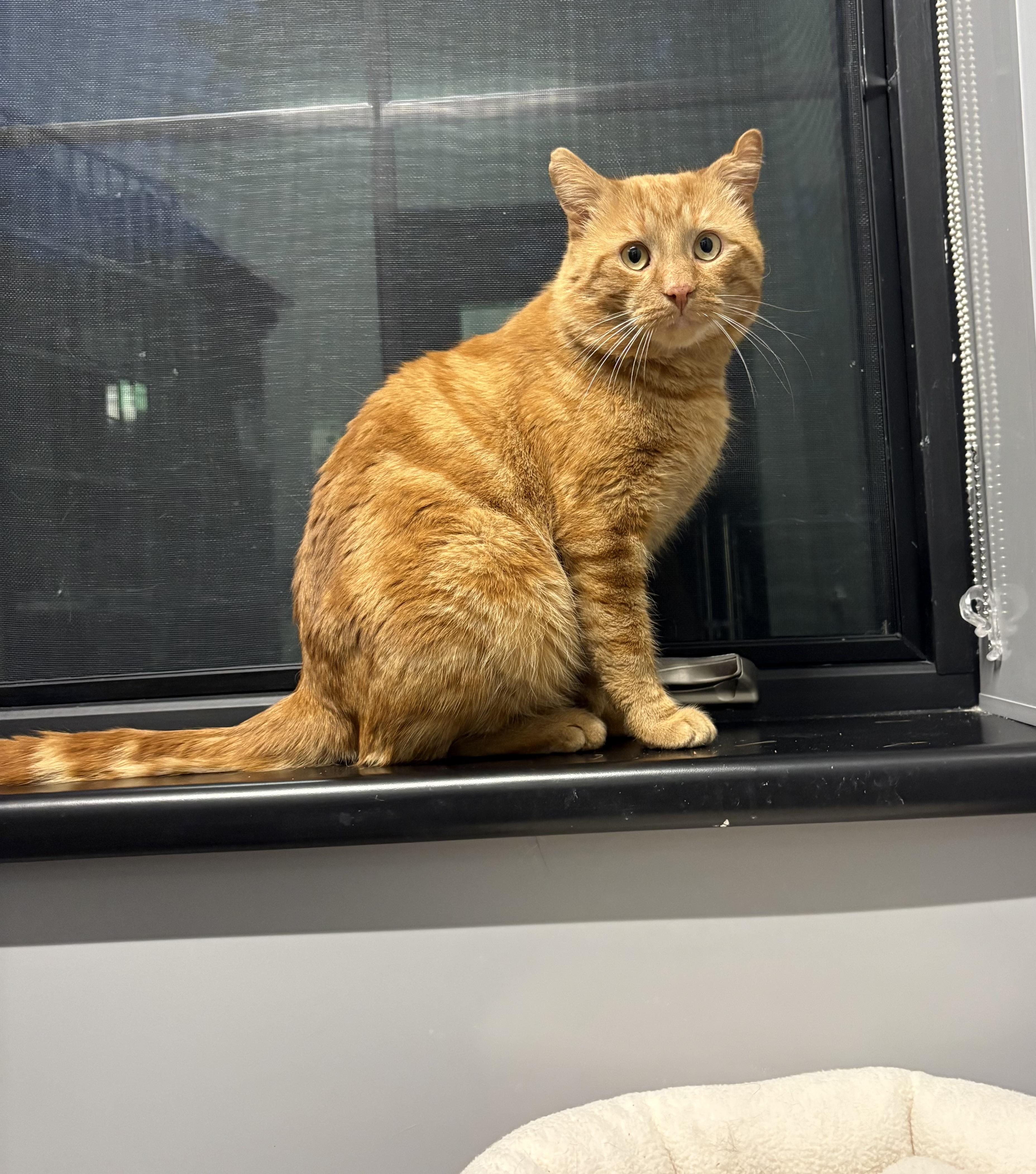 Gourdo, an adopted Domestic Short Hair in Seekonk, MA image 2/4