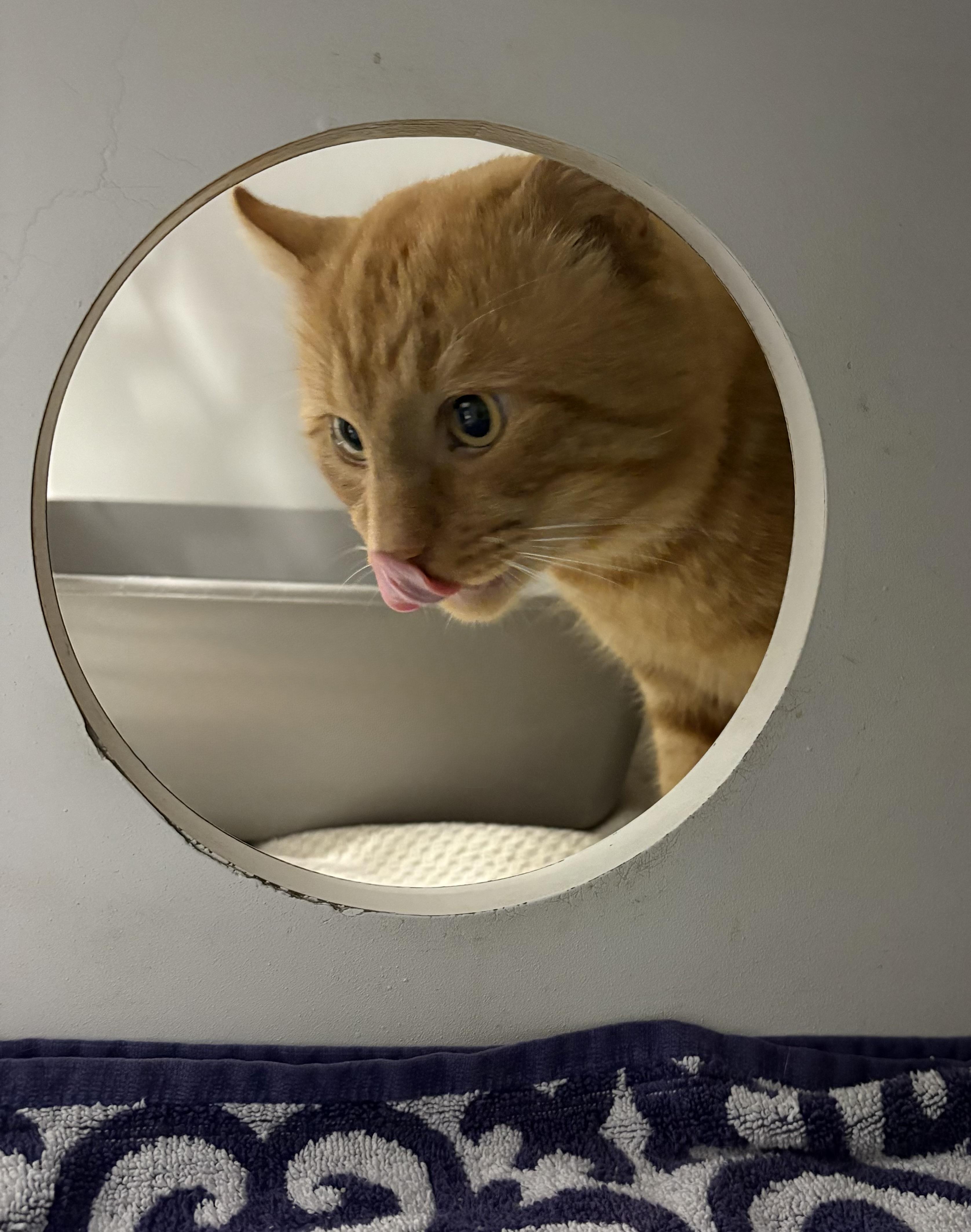 Gourdo, an adopted Domestic Short Hair in Seekonk, MA image 4/4