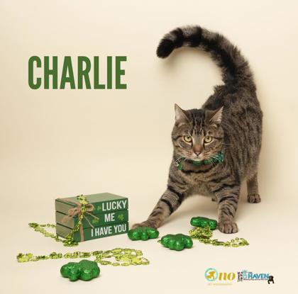 Enlarge Charlie, a Adoptable mixed breed in Fairhope, AL image 2/2