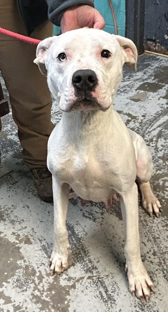 Enlarge Carly #32, a Adoptable mixed breed in New Lexington, OH image 1/1