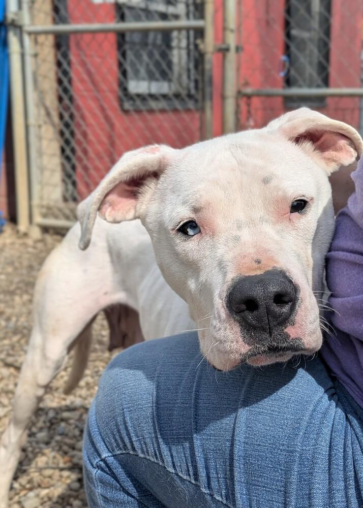 Enlarge Carly #32, a Adoptable mixed breed in New Lexington, OH image 2/2