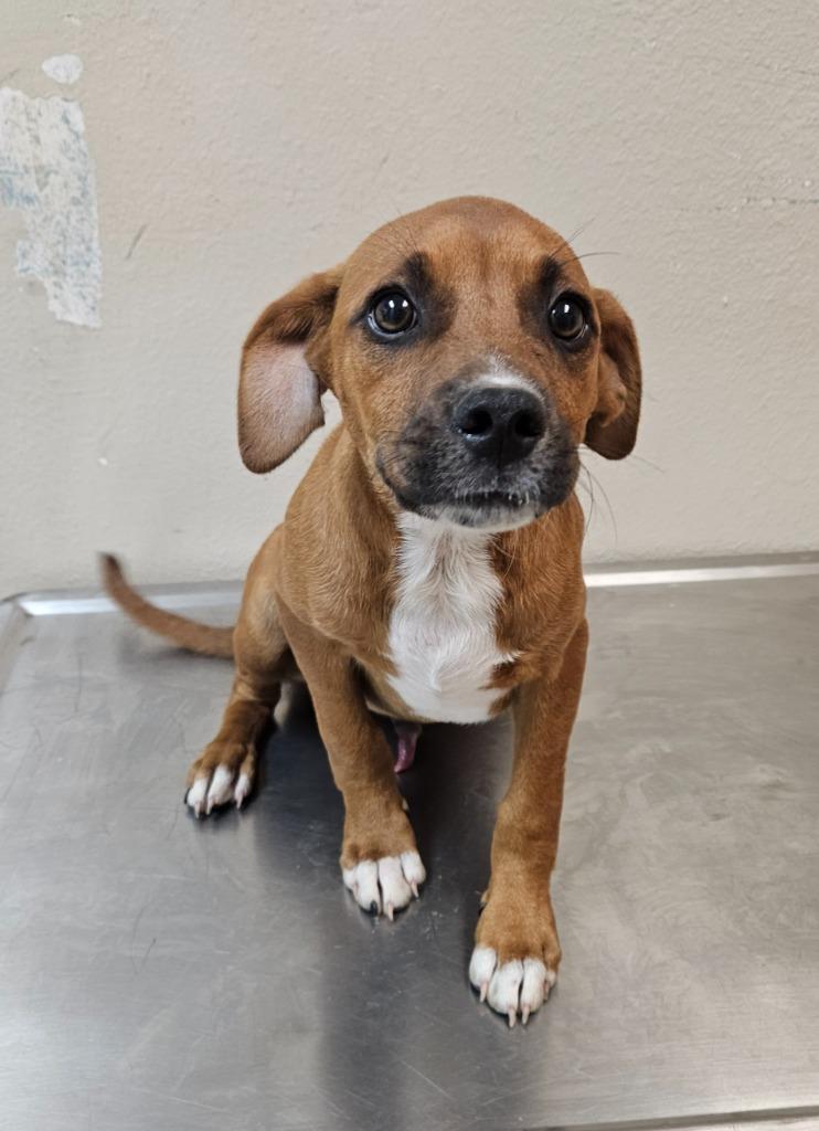 Midget, Adoptable, Puppy Male Jack Russell Terrier & Pit Bull Terrier.