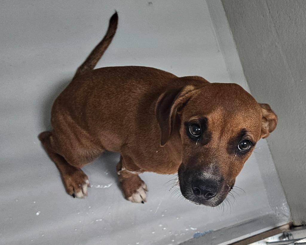 Midget, a Adoptable mixed breed in Mocksville, NC image 2/5