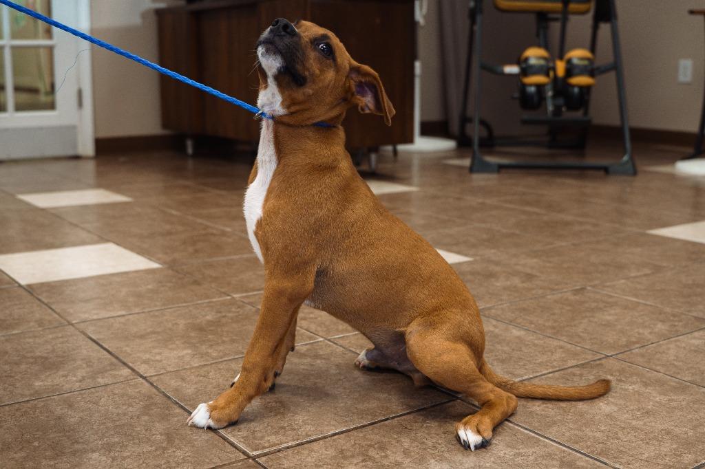 Midget, a Adoptable mixed breed in Mocksville, NC image 3/5
