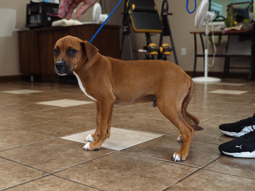 Midget, a Adoptable mixed breed in Mocksville, NC image 4/5