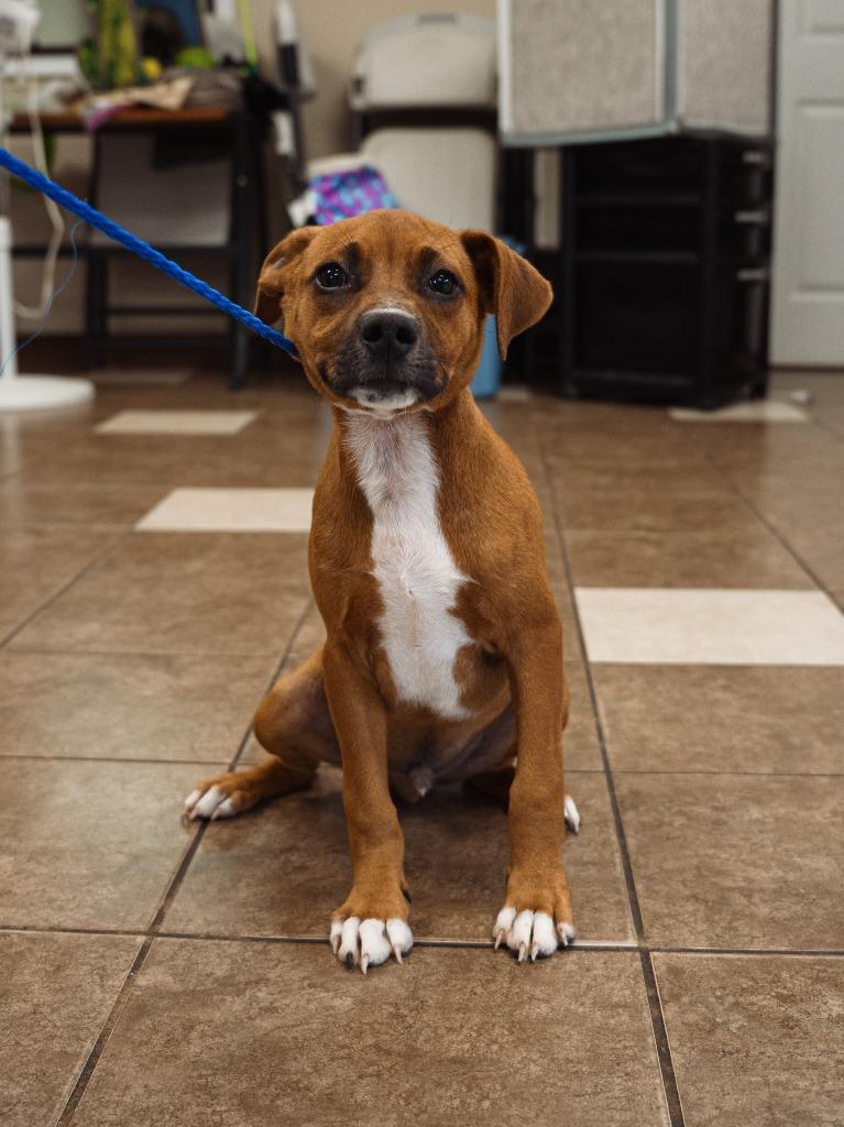 Midget, a Adoptable mixed breed in Mocksville, NC image 5/5