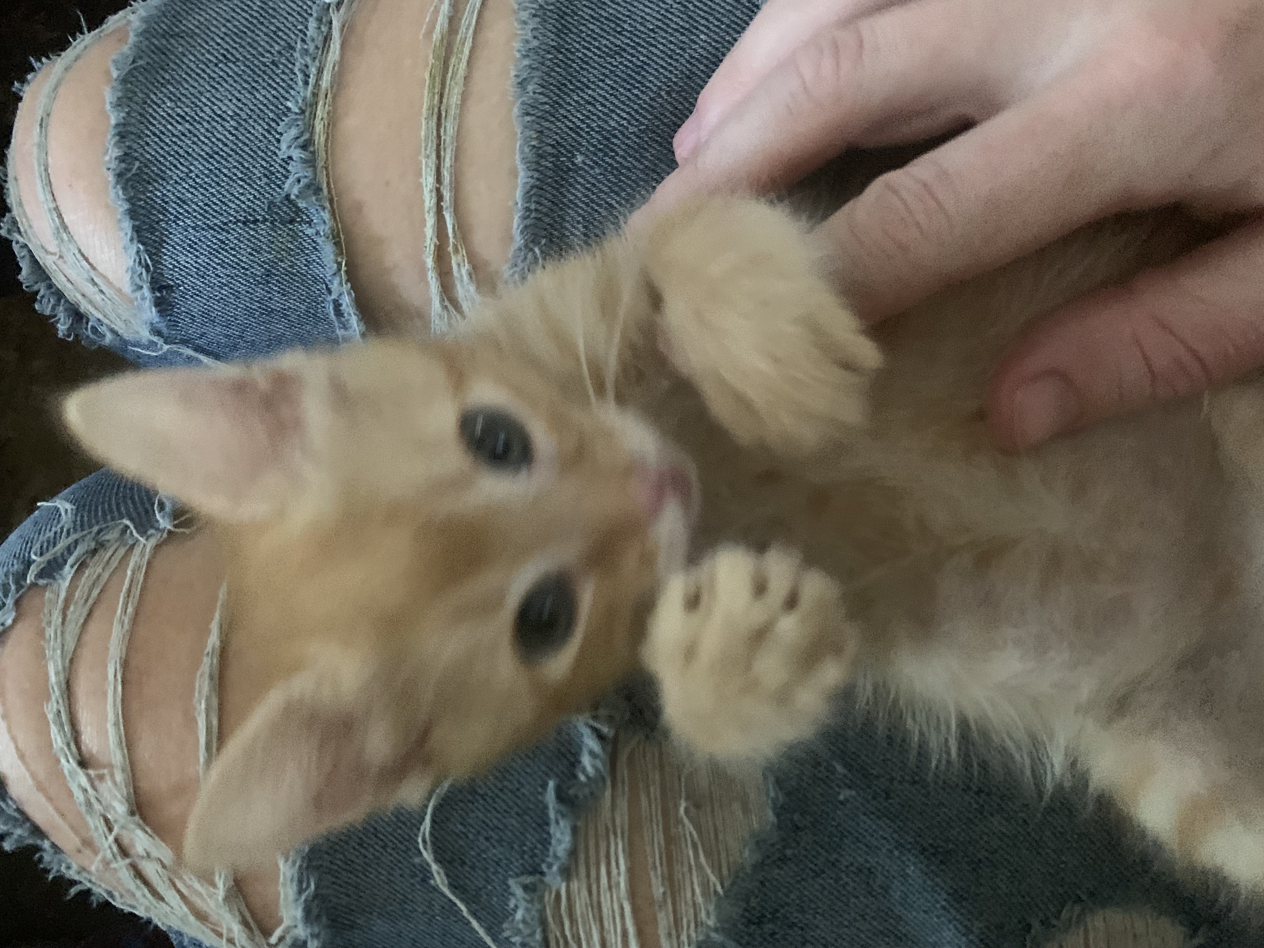 Knibbles, an adoptable Domestic Short Hair in Mabank, TX, 75156 | Photo Image 3