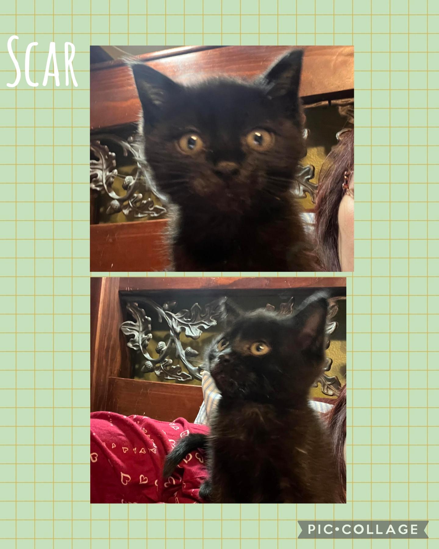 Enlarge Scar, a Adoptable Domestic Short Hair in Newberg, OR image 1/1