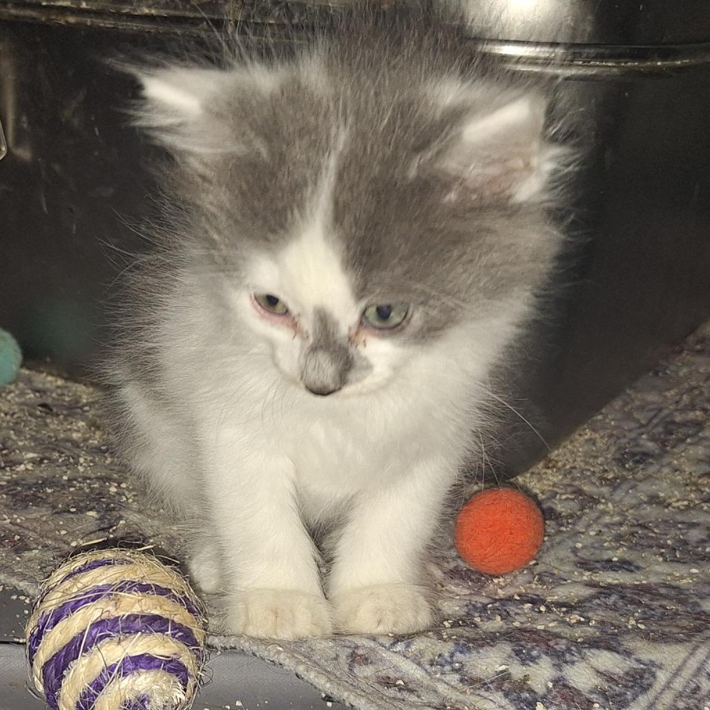 Enlarge Nebula, a Adoptable Domestic Medium Hair in Eau Claire, WI image 1/2