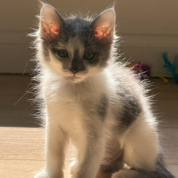 Enlarge Nebula, a Adoptable Domestic Medium Hair in Eau Claire, WI image 2/2