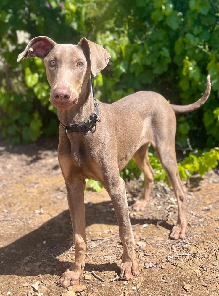Enlarge Queenie, a Adoptable mixed breed in Jamestown, CA image 1/4
