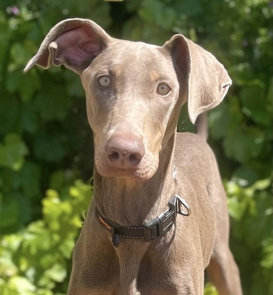 Enlarge Queenie, a Adoptable mixed breed in Jamestown, CA image 2/4