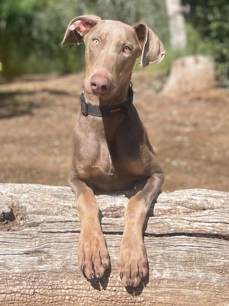 Enlarge Queenie, a Adoptable mixed breed in Jamestown, CA image 3/4